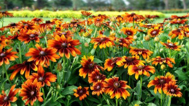 Які квіти посадити в серпні / © 