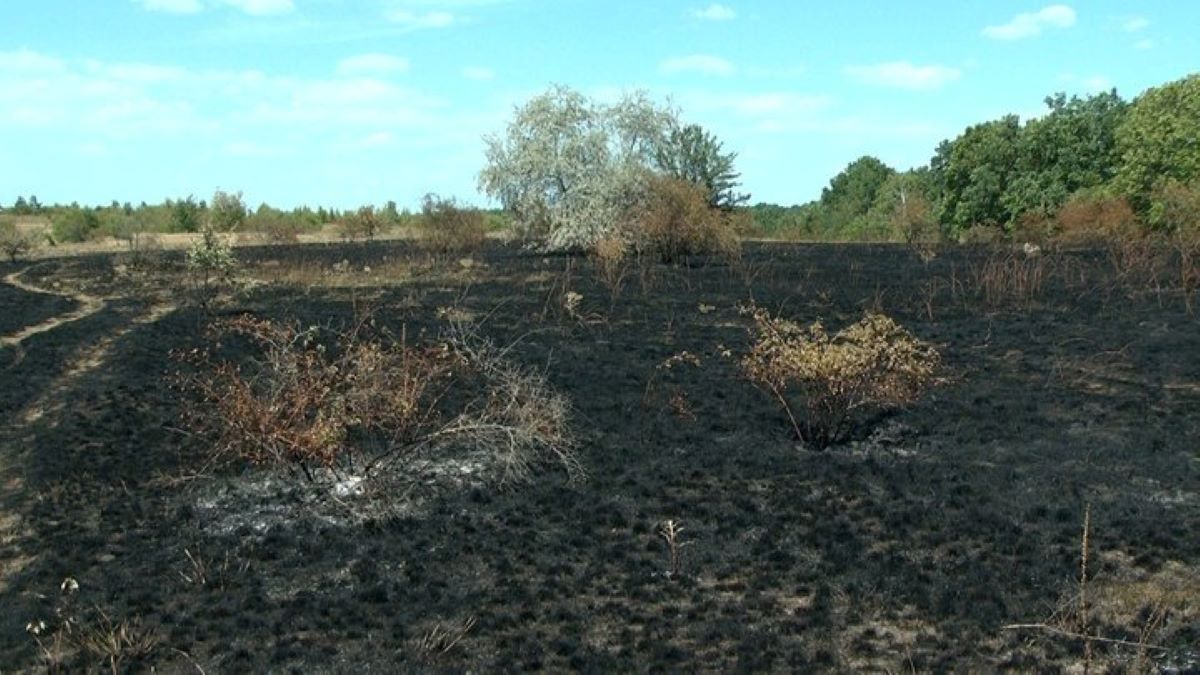 Новини Вінниці - фото з «Згоріли дерева, кущі і шість видів рідкісних рослин». Чому громаду Буші залякують вогнем?