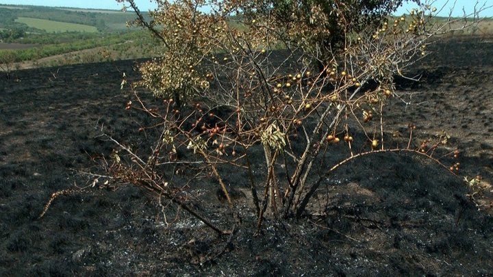 Новини Вінниці - фото з «Згоріли дерева, кущі і шість видів рідкісних рослин». Чому громаду Буші залякують вогнем?