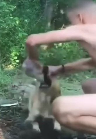 Новини Хмельницького - фото з Силоміць напоїв безпритульну собаку алкоголем: справою займається хмельницька поліція