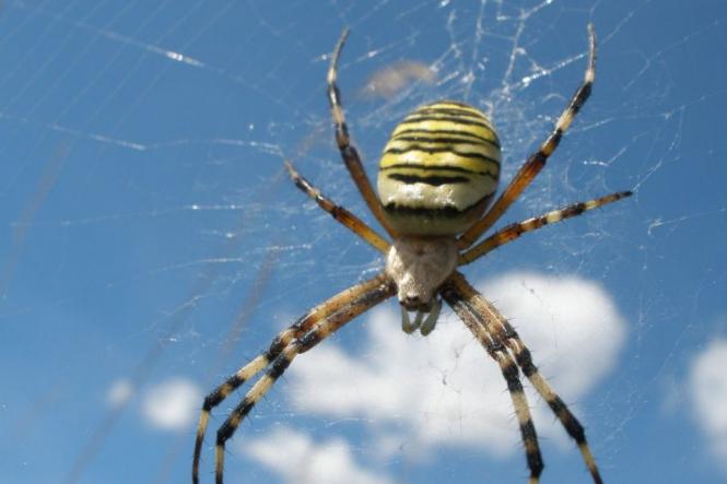 Новини Вінниці - фото з ТОП важливих новин на «20 хвилин» від 19 по 26 серпня, які ви могли пропустити На Вінниччині з’явився павук-оса: яку небезпеку він несе та що робити при укусі