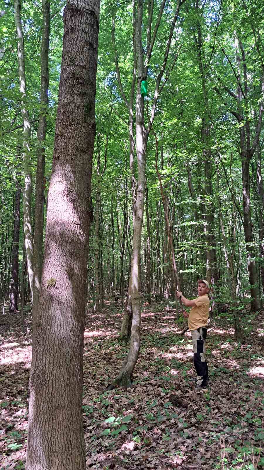 Новини Тернополя - фото з Карантинний вид: на Тернопільщині виявили жука, який пошкоджує дерева На зображенні може бути: 1 особа та дерево