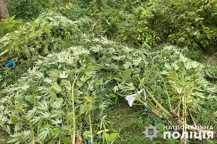 Новини Тернополя - фото з Посів коноплі виявили поліцейські у жительки Коропецької громади