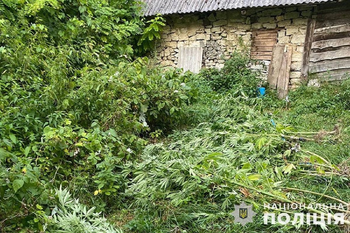 Новини Тернополя - фото з Посів коноплі виявили поліцейські у жительки Коропецької громади