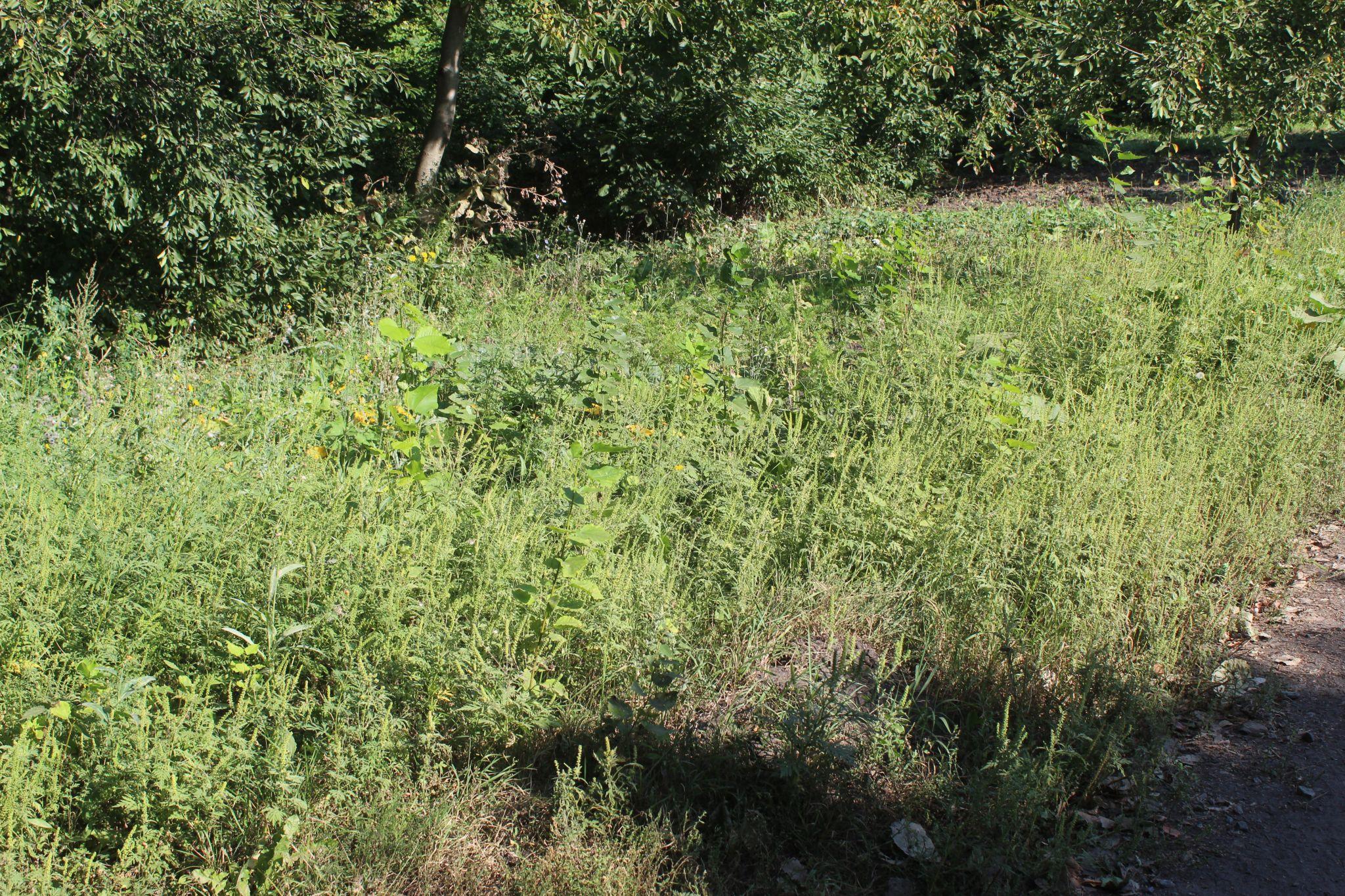 Новини Козятина - фото з Люди аллергики починають потерпати від пилку амброзії, яка вже літає в повітрі.