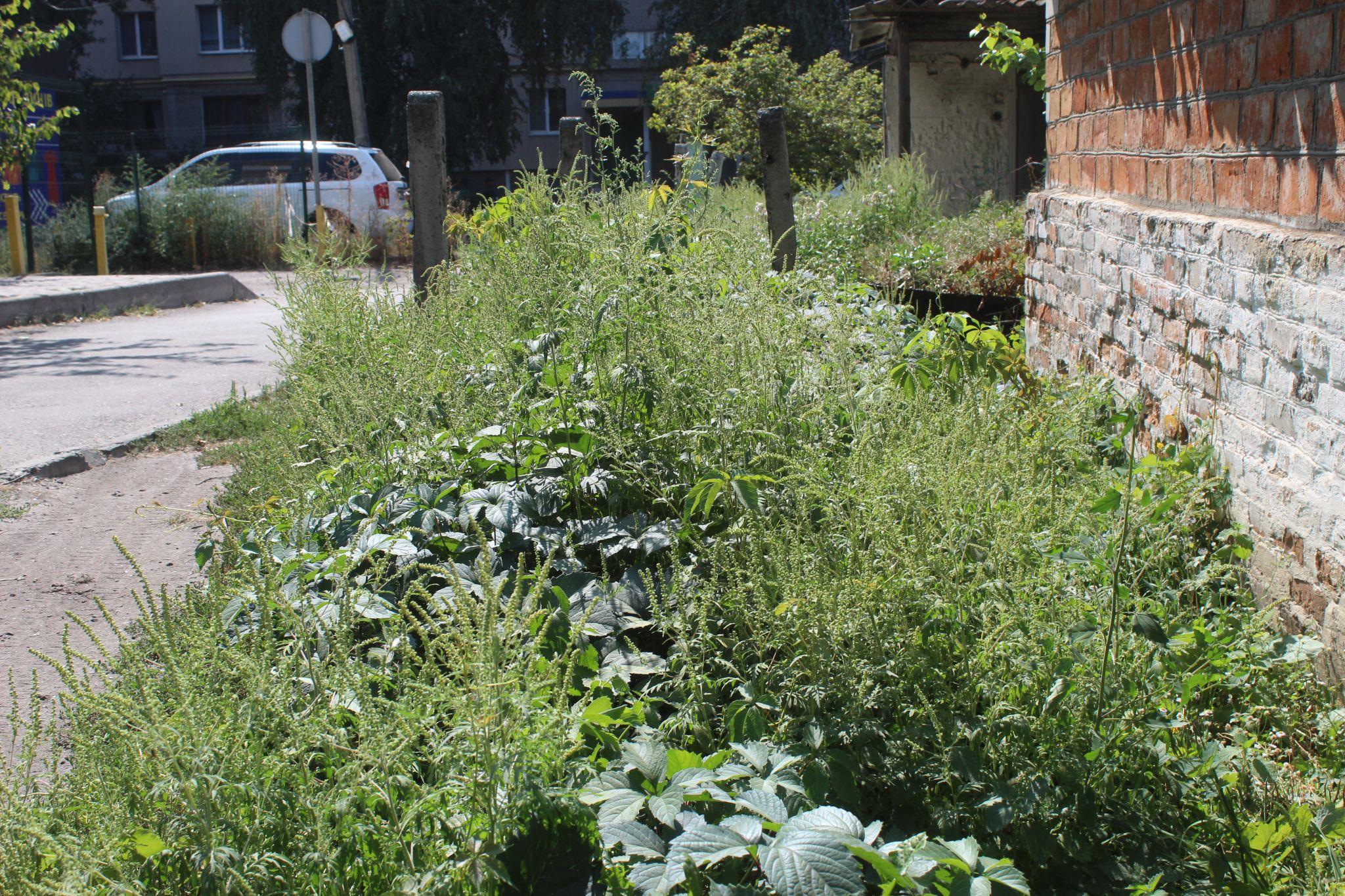 Новини Козятина - фото з Люди аллергики починають потерпати від пилку амброзії, яка вже літає в повітрі.