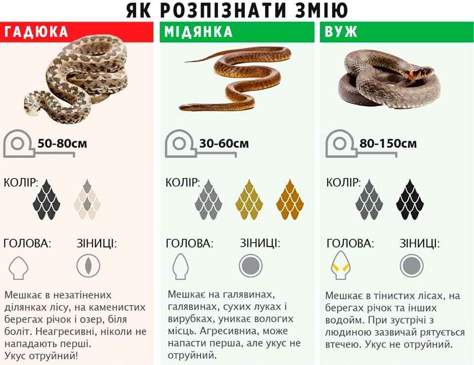 Новини Вінниці - фото з На Вінниччині активізувалися плазуни. Що робити, коли натрапили на гадюку?