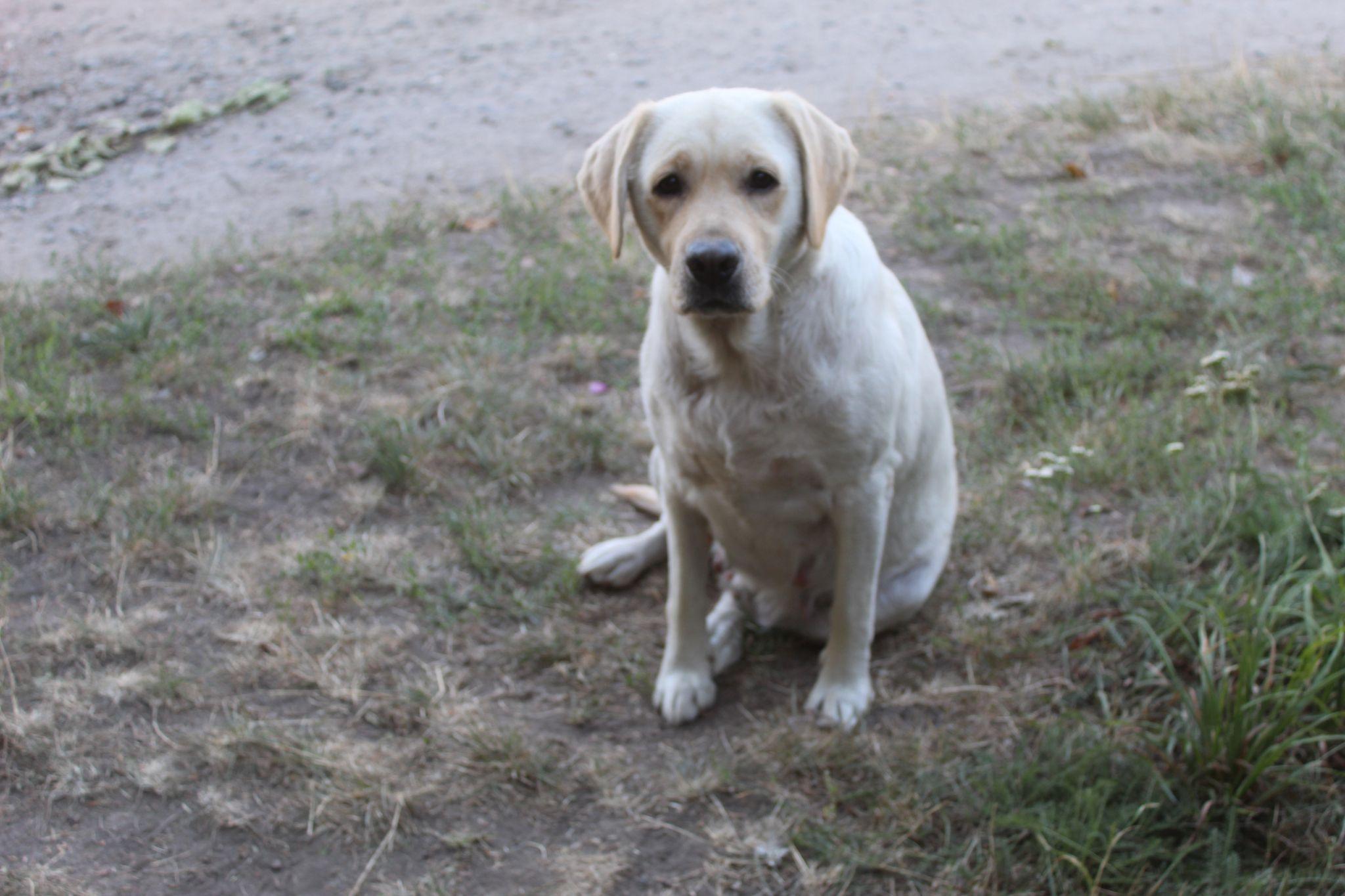 Новини Козятина - фото з Неваді потрібний дбайливий господар