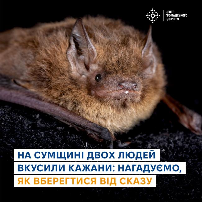 Новини Вінниці - фото з Уже двоє людей в Україні постраждали від укусів кажанів. Як вберегтись від сказу?
