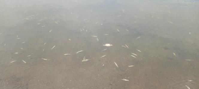 Новини Вінниці - фото з На Ладижинському водосховищі виявили мертву рибу
