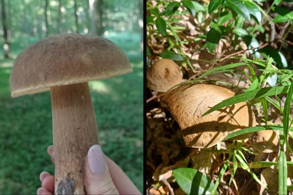Грибний бум: мешканці Тернопільщини діляться світлинами з «тихого полювання»