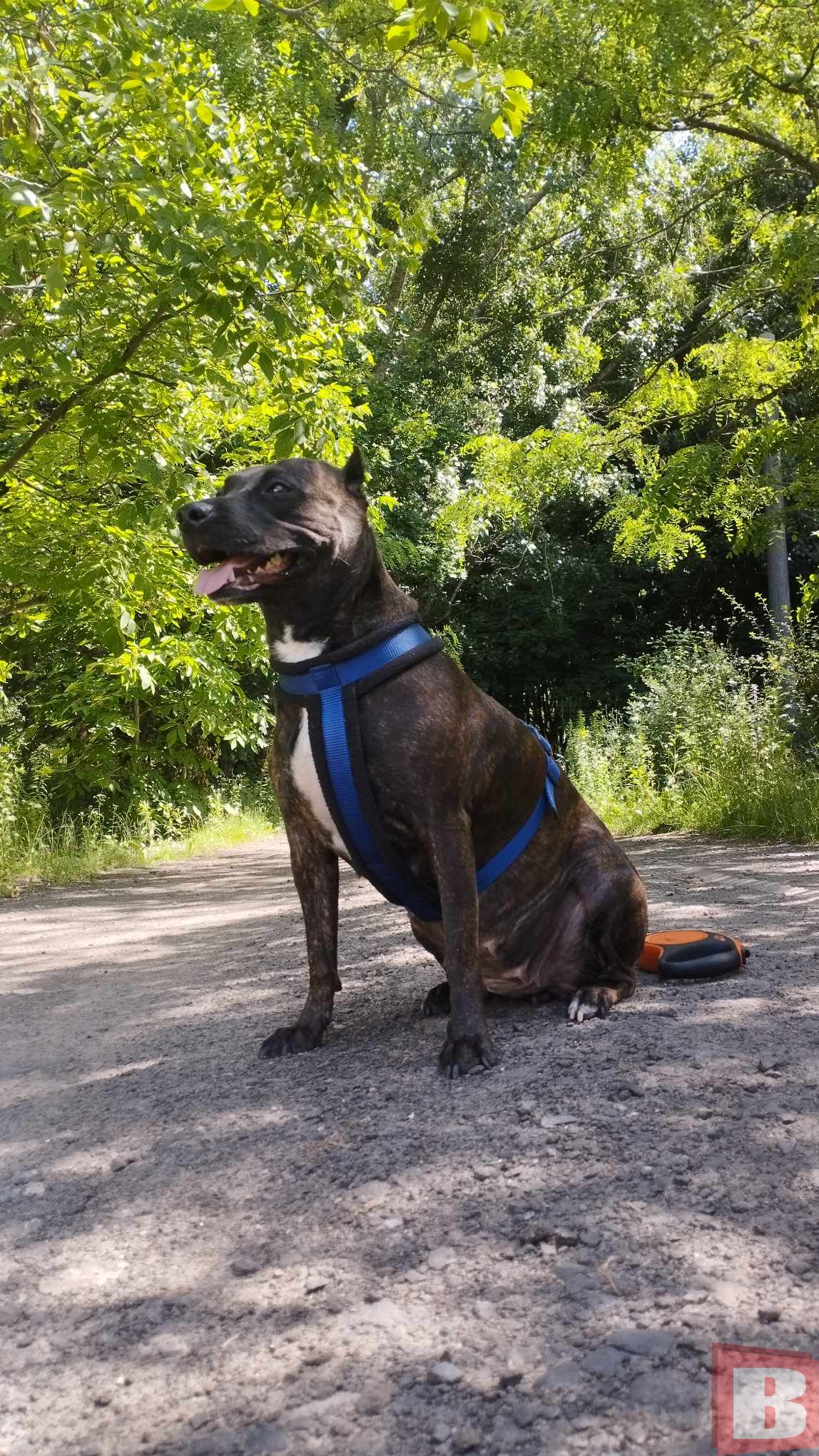 Новини Хмельницького - фото з Собака хмельницького військового рік жила в Маріуполі. Історія порятунку Афіни