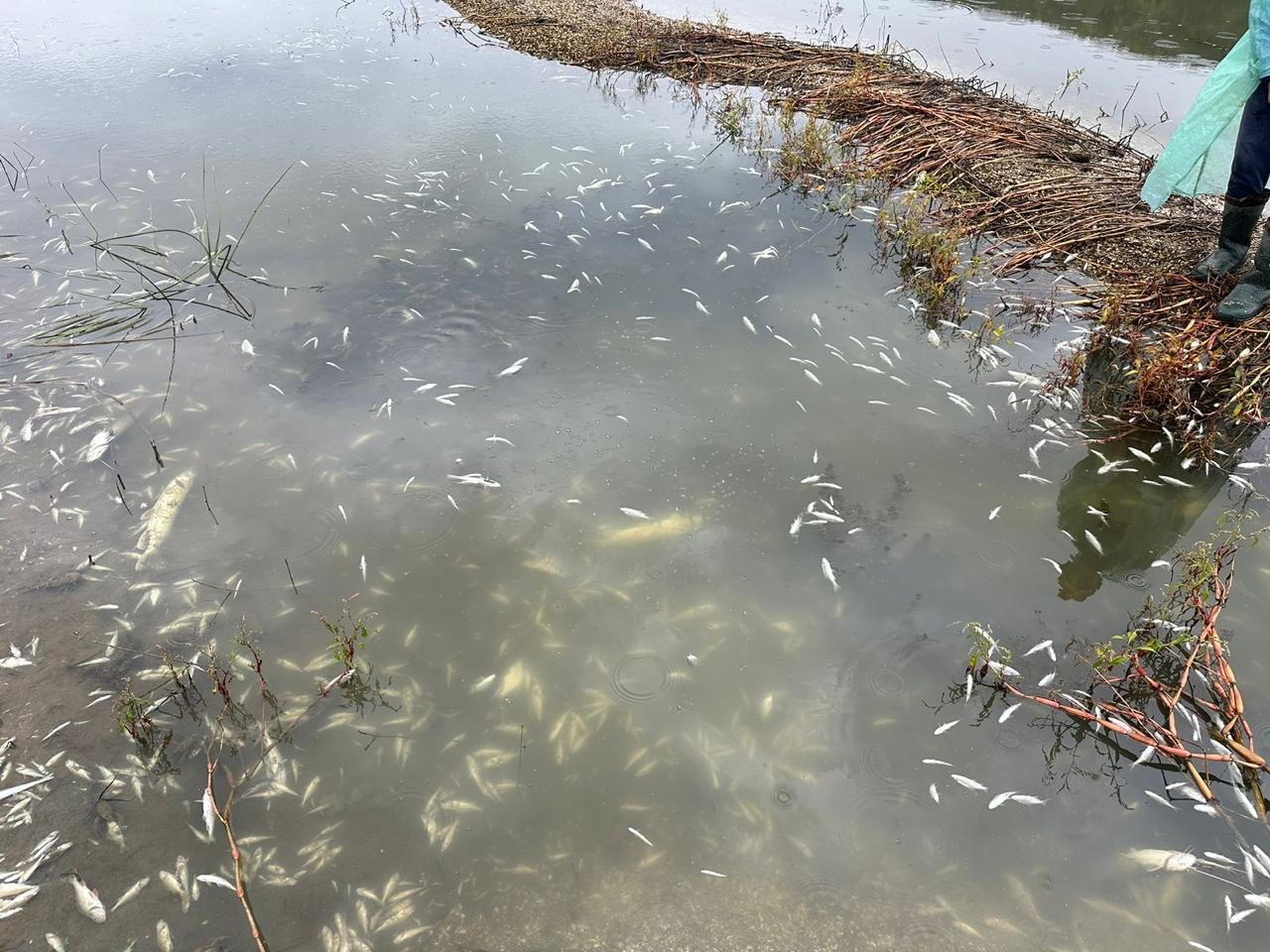 Новини Хмельницького - фото з У Подільських Товтрах спеціалісти зафіксували замор риби (ФОТО)