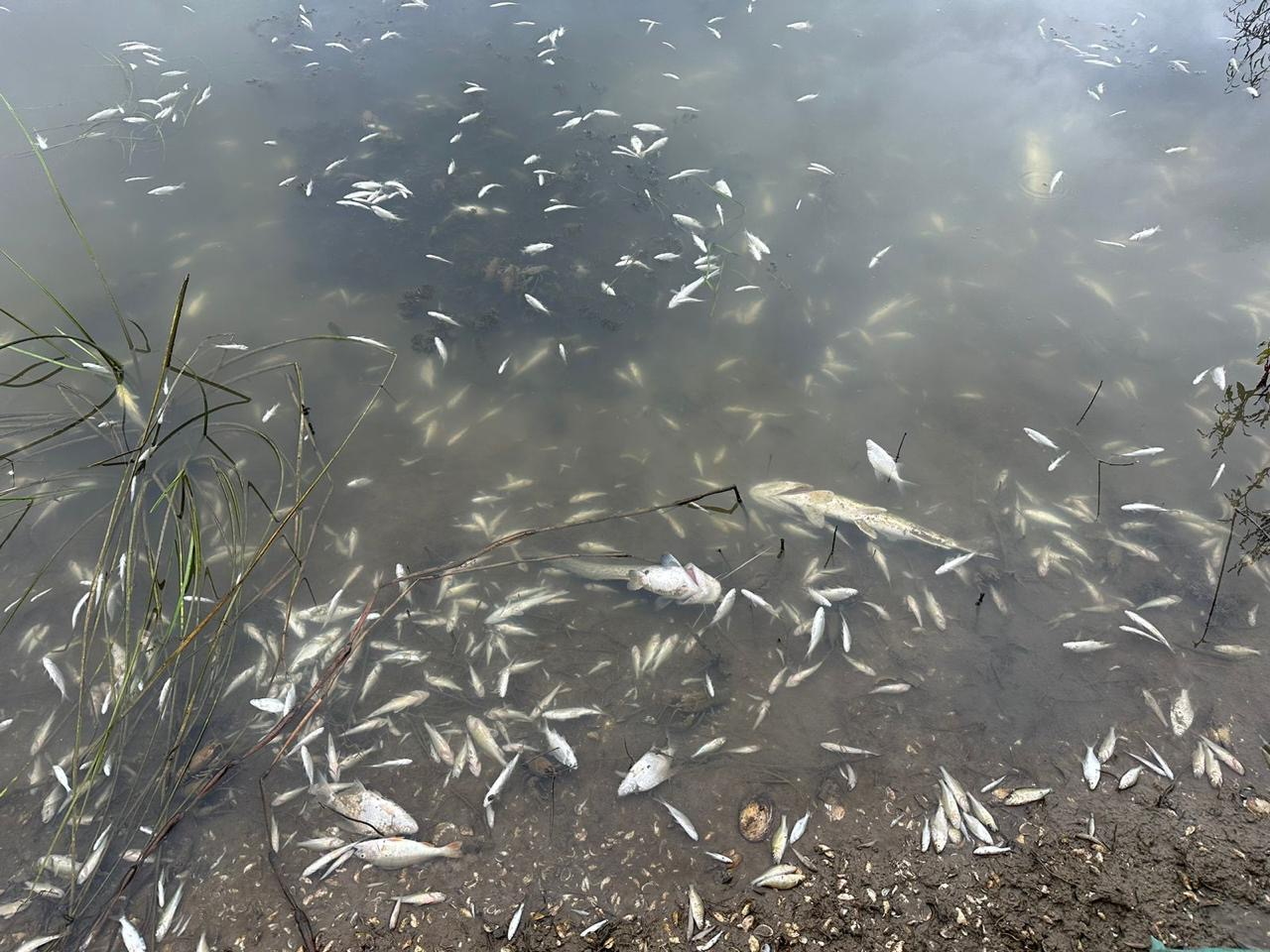 Новини Хмельницького - фото з У Подільських Товтрах спеціалісти зафіксували замор риби (ФОТО)