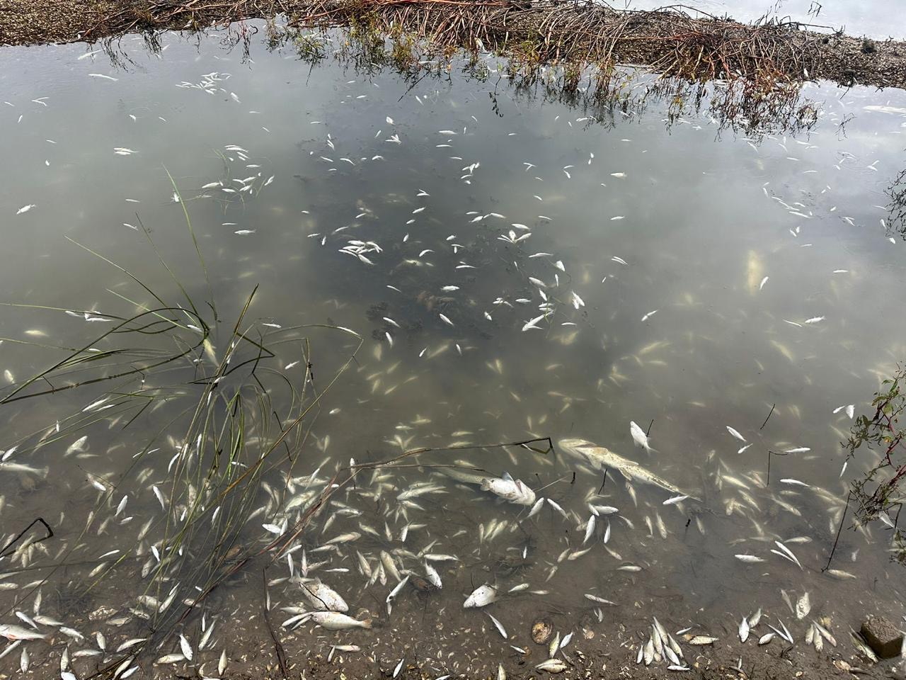 Новини Хмельницького - фото з У Подільських Товтрах спеціалісти зафіксували замор риби (ФОТО)