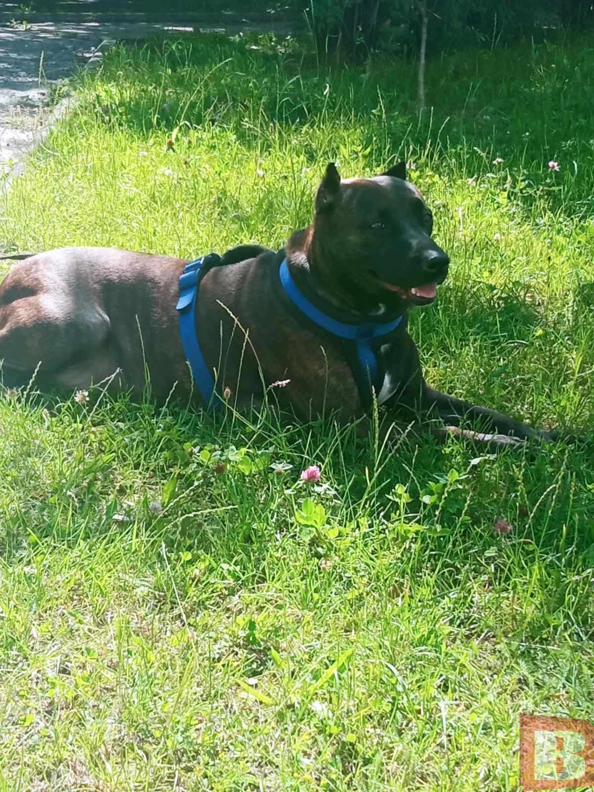 Новини Хмельницького - фото з Собака хмельницького військового рік жила в Маріуполі. Історія порятунку Афіни