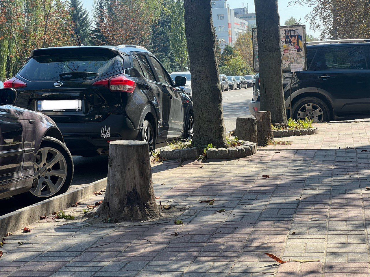 Новини Вінниці - фото з «Негативні наслідки таких дій помітні не одразу»: чому у Вінниці падають дерева?