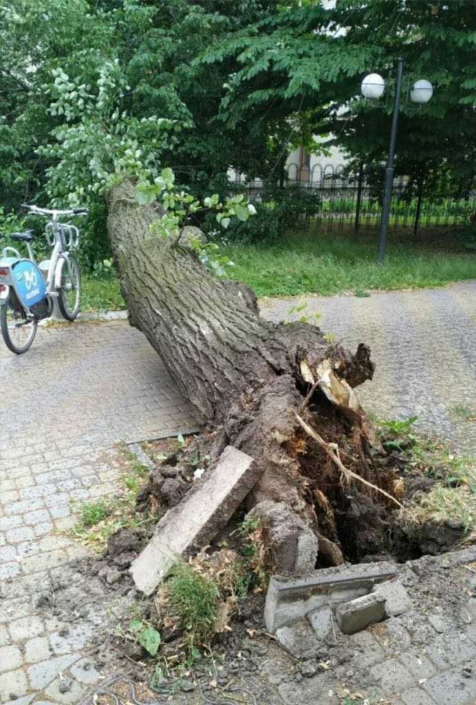 Новини Вінниці - фото з «Негативні наслідки таких дій помітні не одразу»: чому у Вінниці падають дерева?