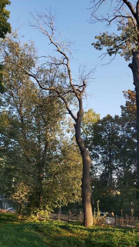 Новини Тернополя - фото з У Старому парку зрізатимуть сухі великі дерева