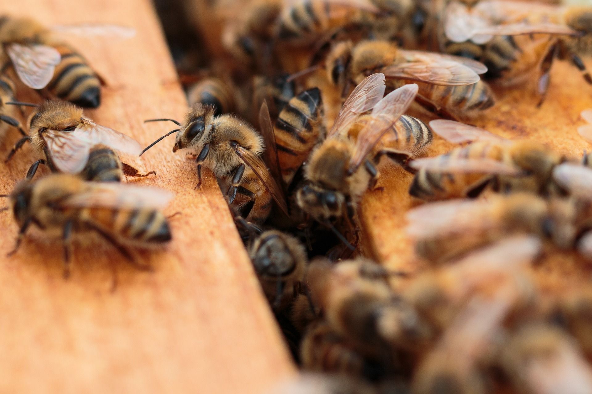 Новини Вінниці - фото з Понад 30 пасічників отримали гроші з бюджету Вінниці. Ці кошти не потрібно повертати