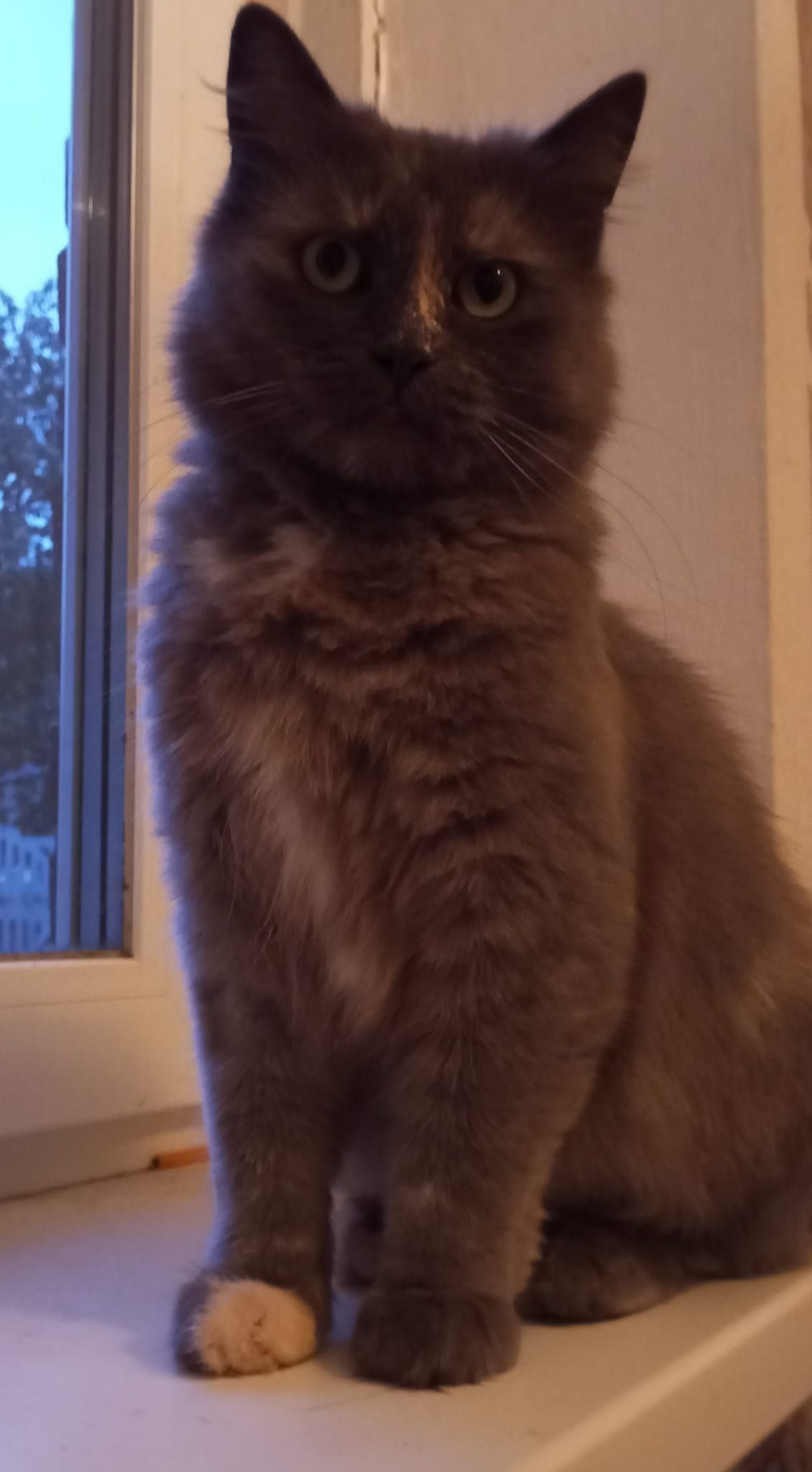 Новини Житомира - фото з Пухнастики шукають господарів: оголошення станом на 28 вересня