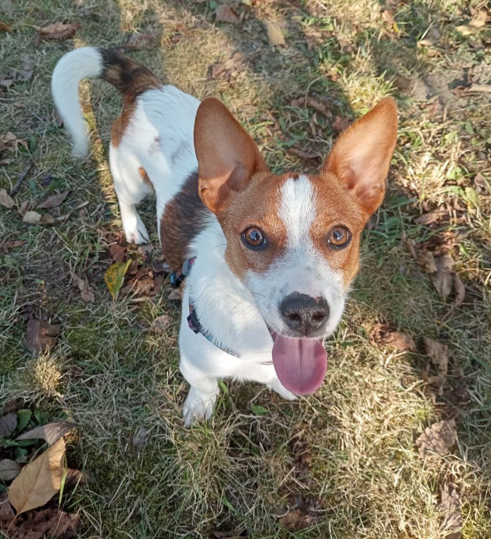 Новини Житомира - фото з Пухнастики шукають господарів: оголошення станом на 28 вересня