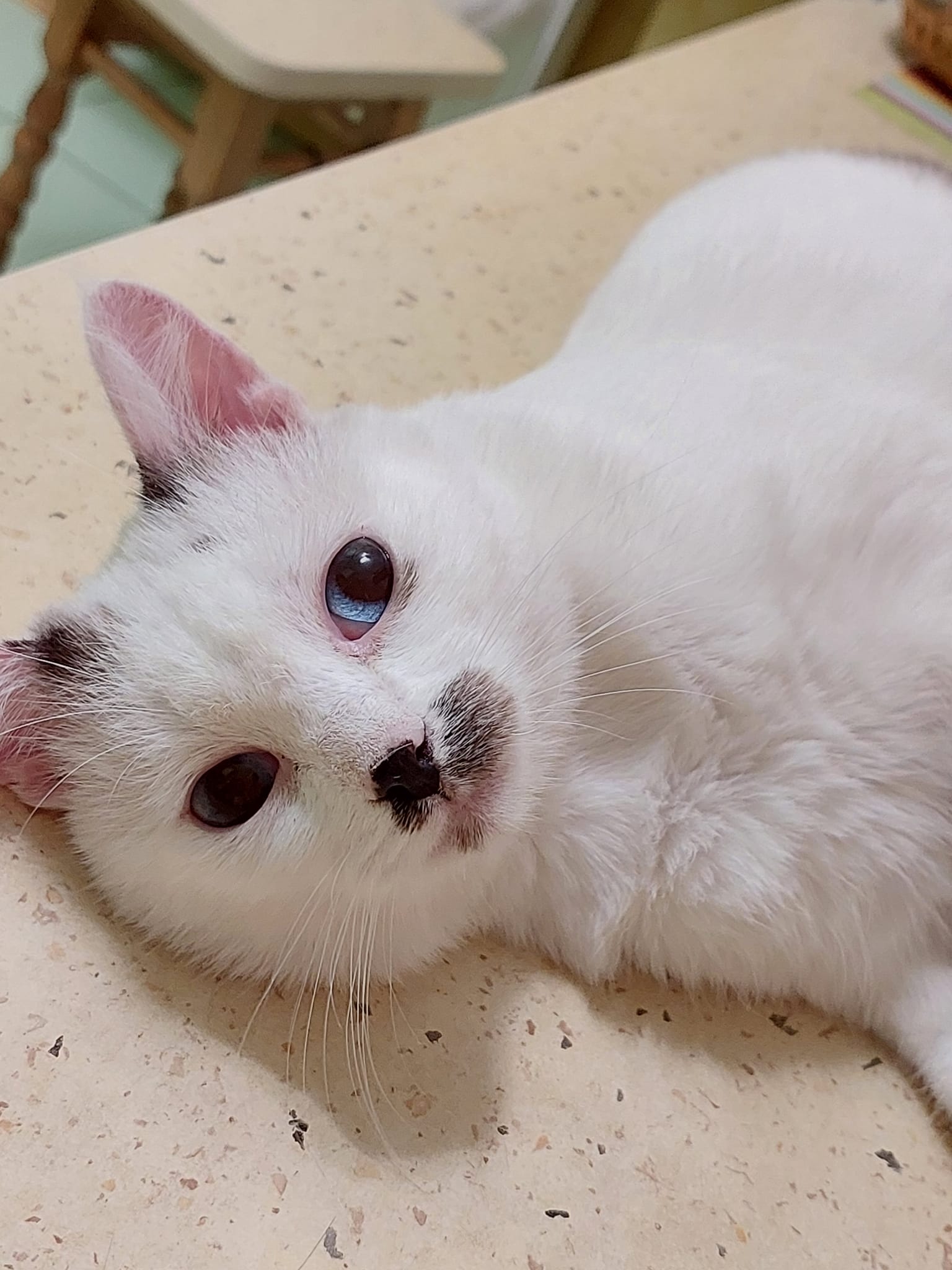 Новини Житомира - фото з Пухнастики шукають господарів: оголошення станом на 28 вересня