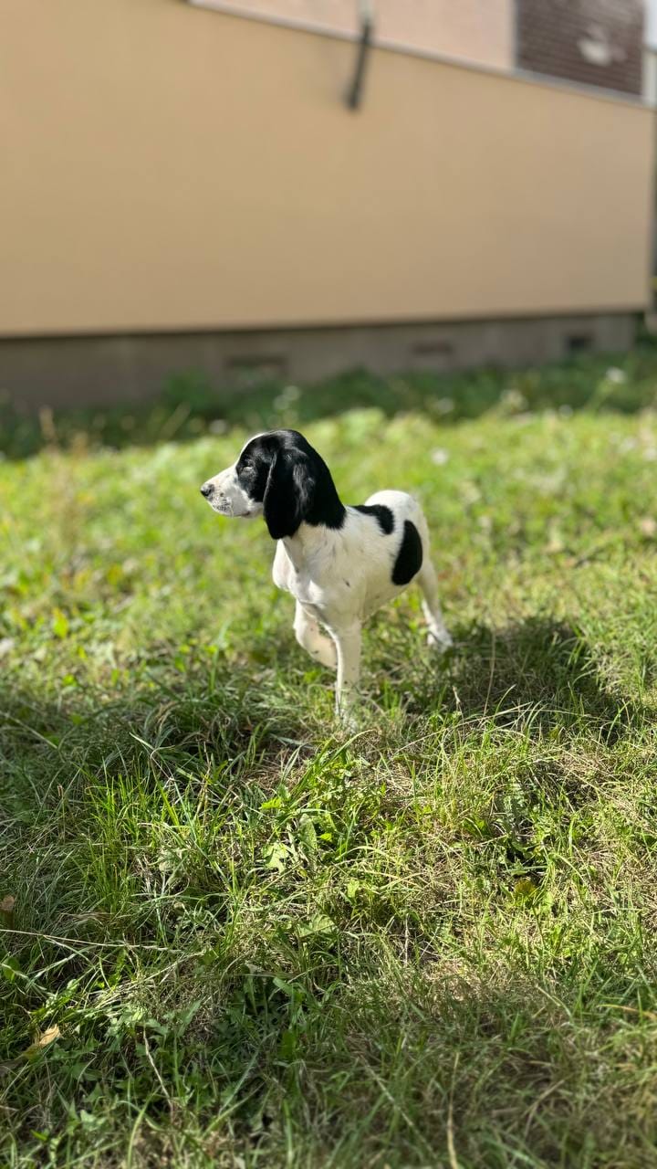 На зображенні може бути: собака