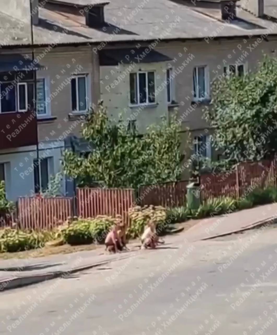 Новини Хмельницького - фото з Квадробери на Хмельниччині: що про дітей в костюмах тварин кажуть психологи