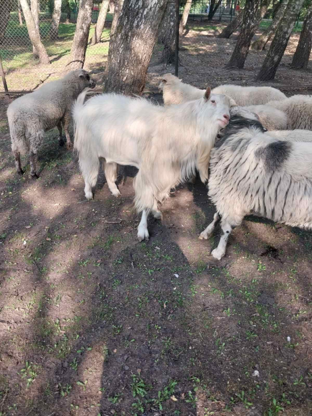 Новини Тернополя - фото з Тварини із Зоокутка на продаж: чому стартові ціни на деяких звірів менші за ринкові