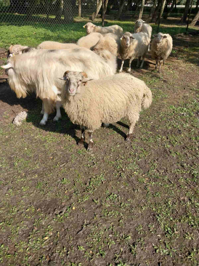 Новини Тернополя - фото з Тварини із Зоокутка на продаж: чому стартові ціни на деяких звірів менші за ринкові