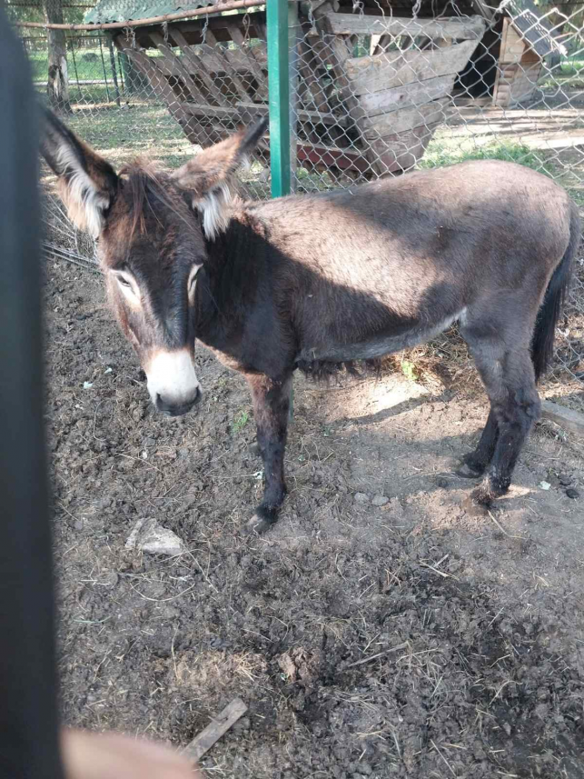 Новини Тернополя - фото з Тварини із Зоокутка на продаж: чому стартові ціни на деяких звірів менші за ринкові