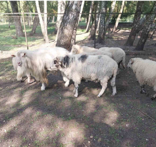 Новини Тернополя - фото з Тварини із Зоокутка на продаж: чому стартові ціни на деяких звірів менші за ринкові