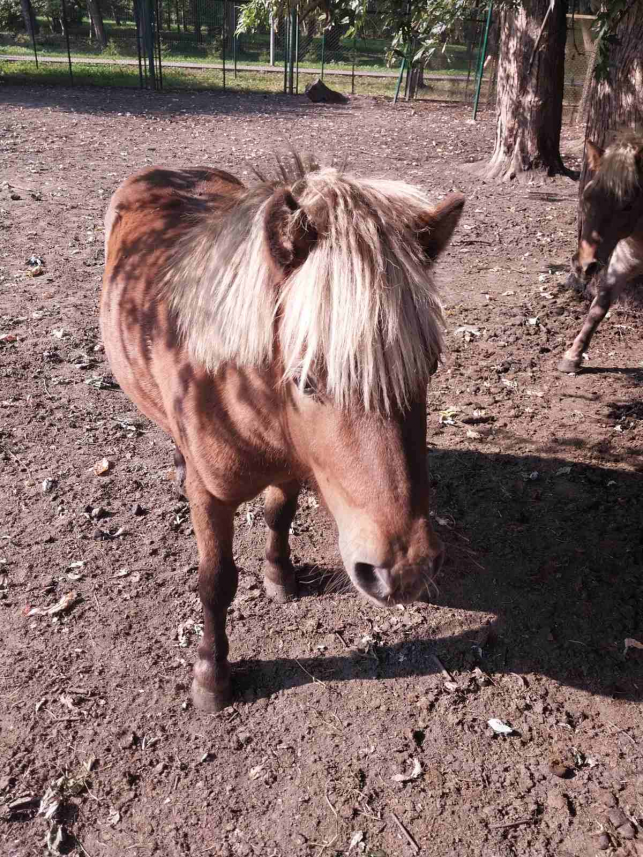 Новини Тернополя - фото з Тварини із Зоокутка на продаж: чому стартові ціни на деяких звірів менші за ринкові