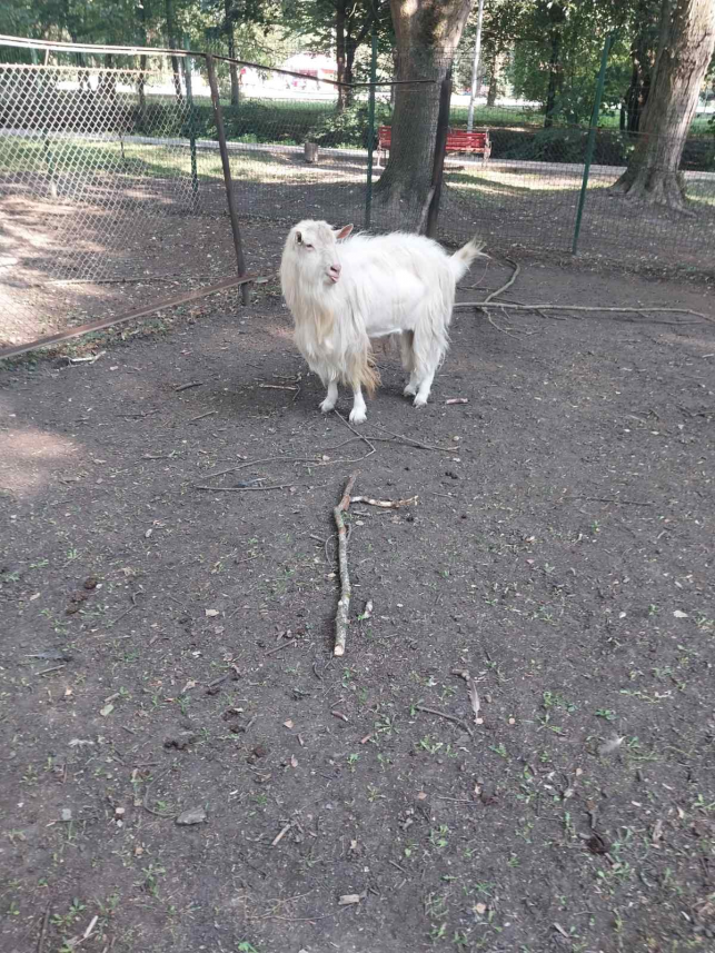 Новини Тернополя - фото з Тварини із Зоокутка на продаж: чому стартові ціни на деяких звірів менші за ринкові