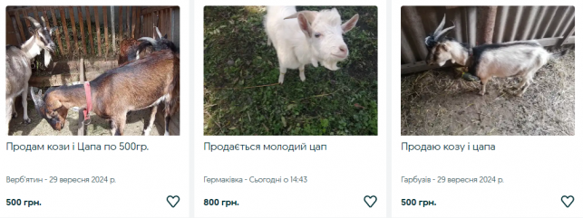 Новини Тернополя - фото з Тварини із Зоокутка на продаж: чому стартові ціни на деяких звірів менші за ринкові