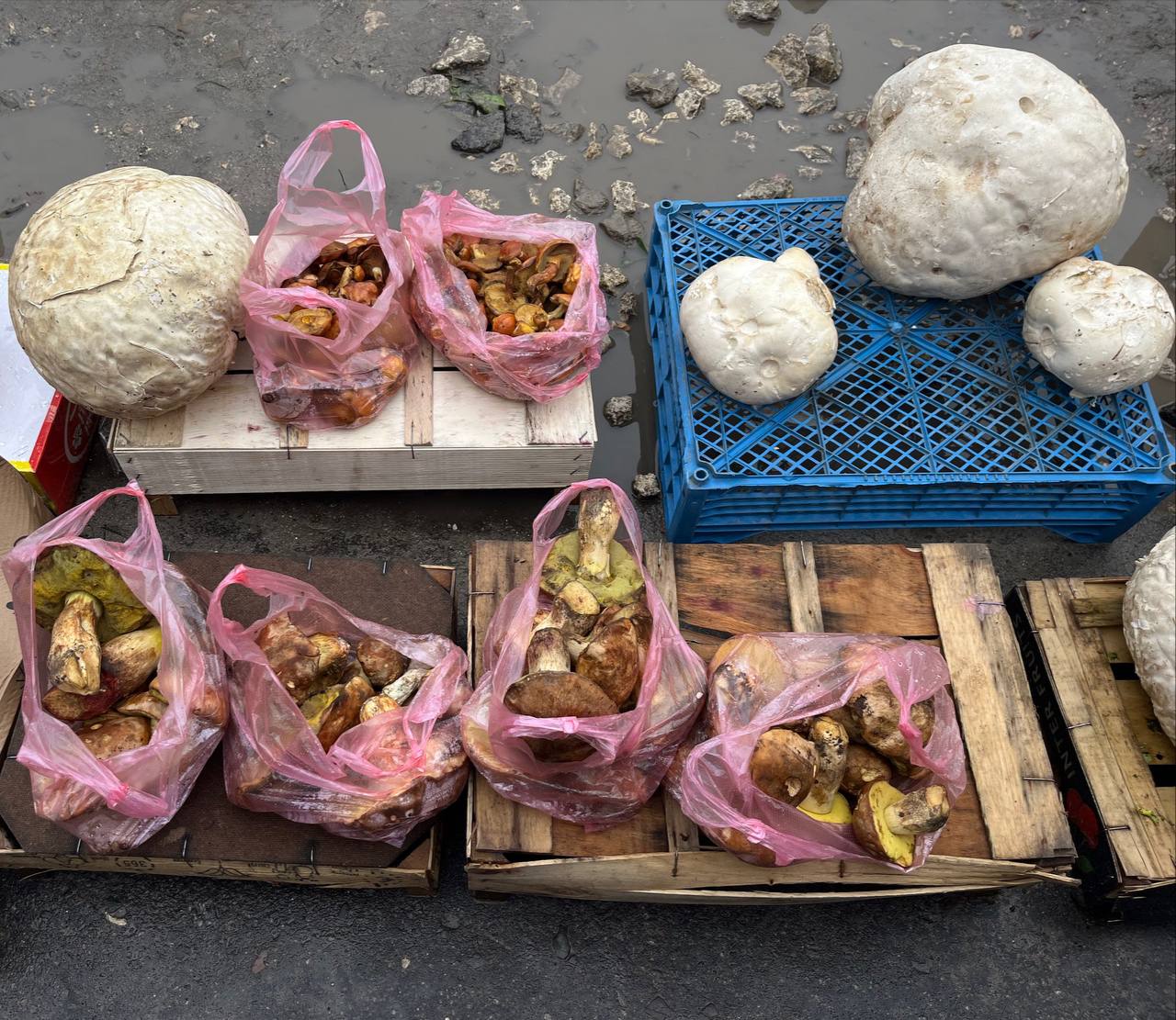 Новини Тернополя - фото з У Тернополі продають лісові гриби: скільки коштують та як обрати