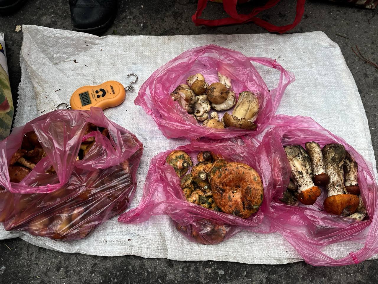 Новини Тернополя - фото з У Тернополі продають лісові гриби: скільки коштують та як обрати