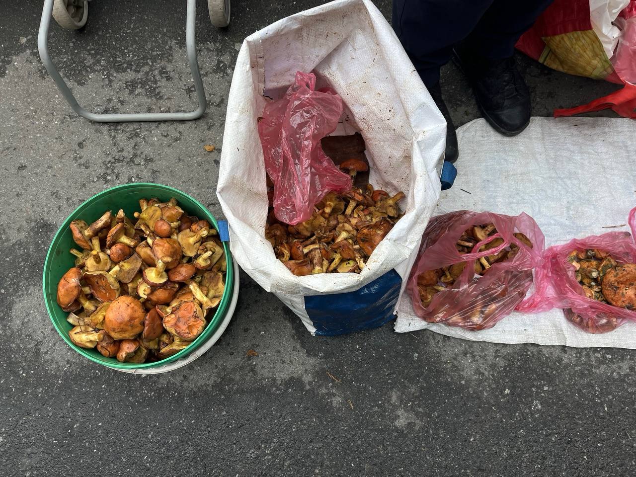 Новини Тернополя - фото з У Тернополі продають лісові гриби: скільки коштують та як обрати