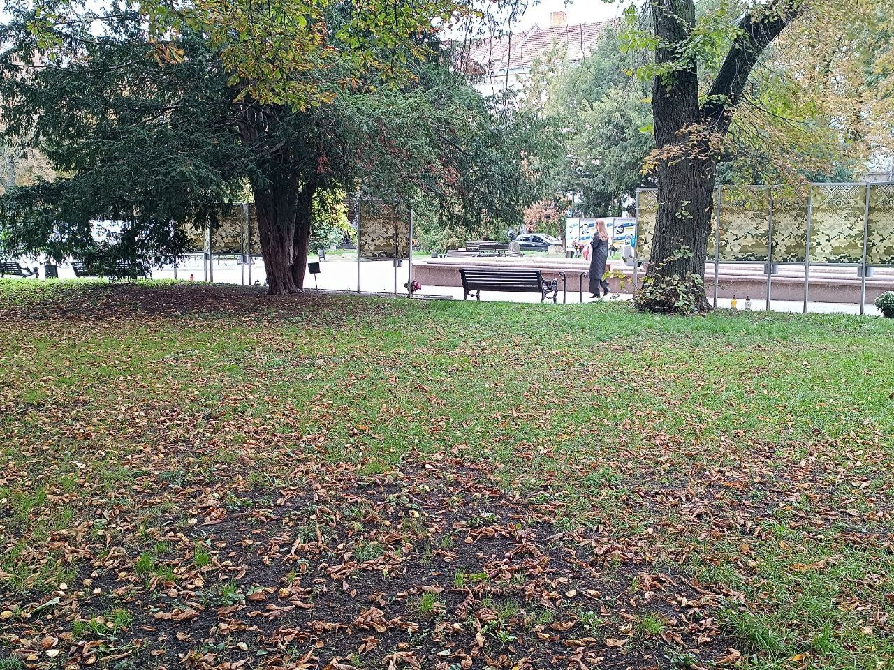 Новини Тернополя - фото з Тернополяни збирають та продають каштани: скільки можна заробити та де їх приймають