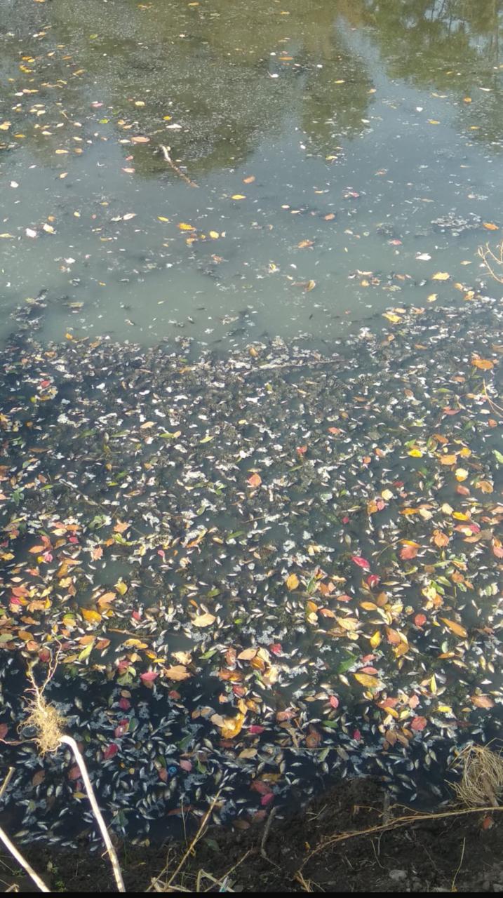 Новини Житомира - фото з У Козубському озері в Житомирі зафіксовано мор риби