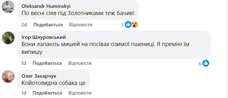 Новини Тернополя - фото з Вовча зграя на Збаражчині: хижаків помітили в полі