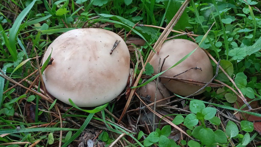 Новини Хмельницького - фото з Печериці, маремухи і смертельні випадки: все про отруєння грибами на Хмельниччині