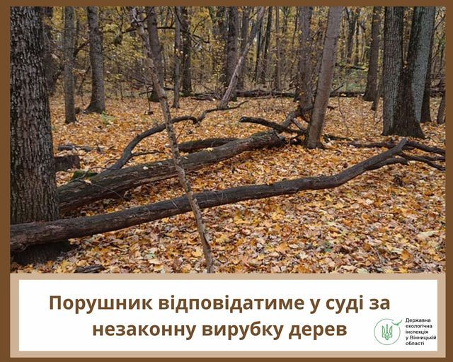 Новини Вінниці - фото з Жителя Вінниччини підозрюють у незаконній вирубці сухостійних дерев