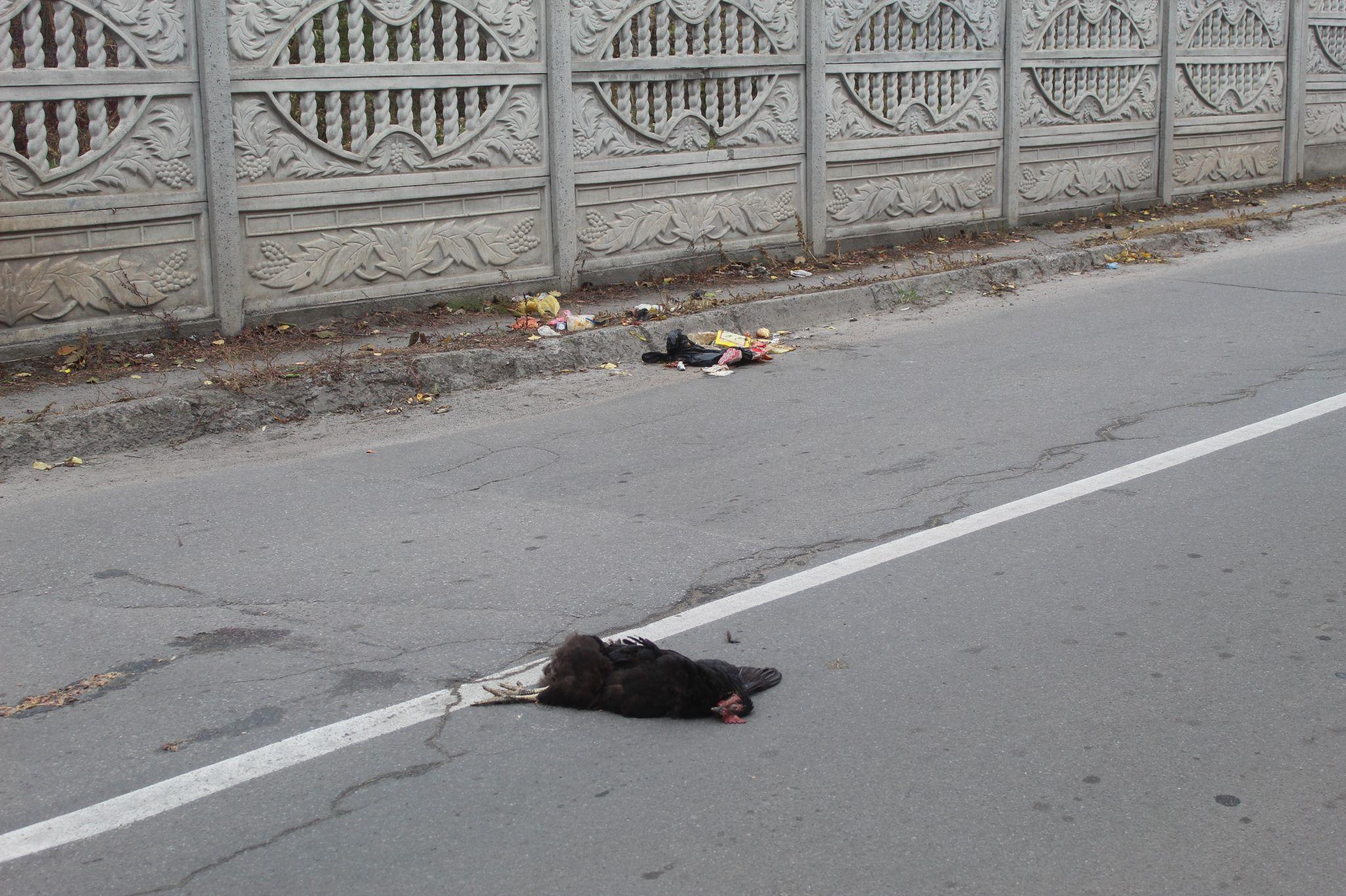 Новини Козятина - фото з До прірви один крок, байдужість і курка-регулювальник