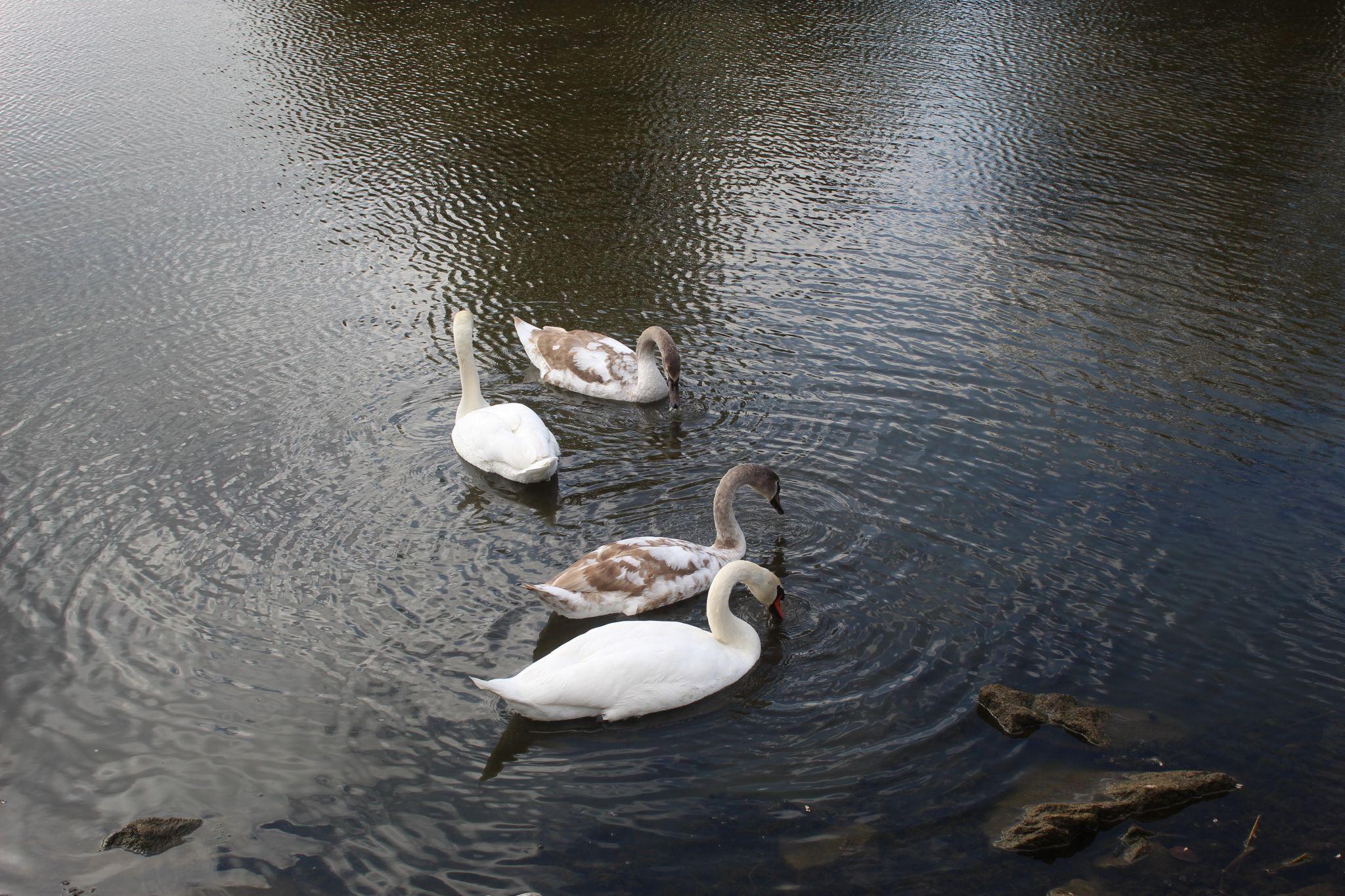 Новини Козятина - фото з До прірви один крок, байдужість і курка-регулювальник