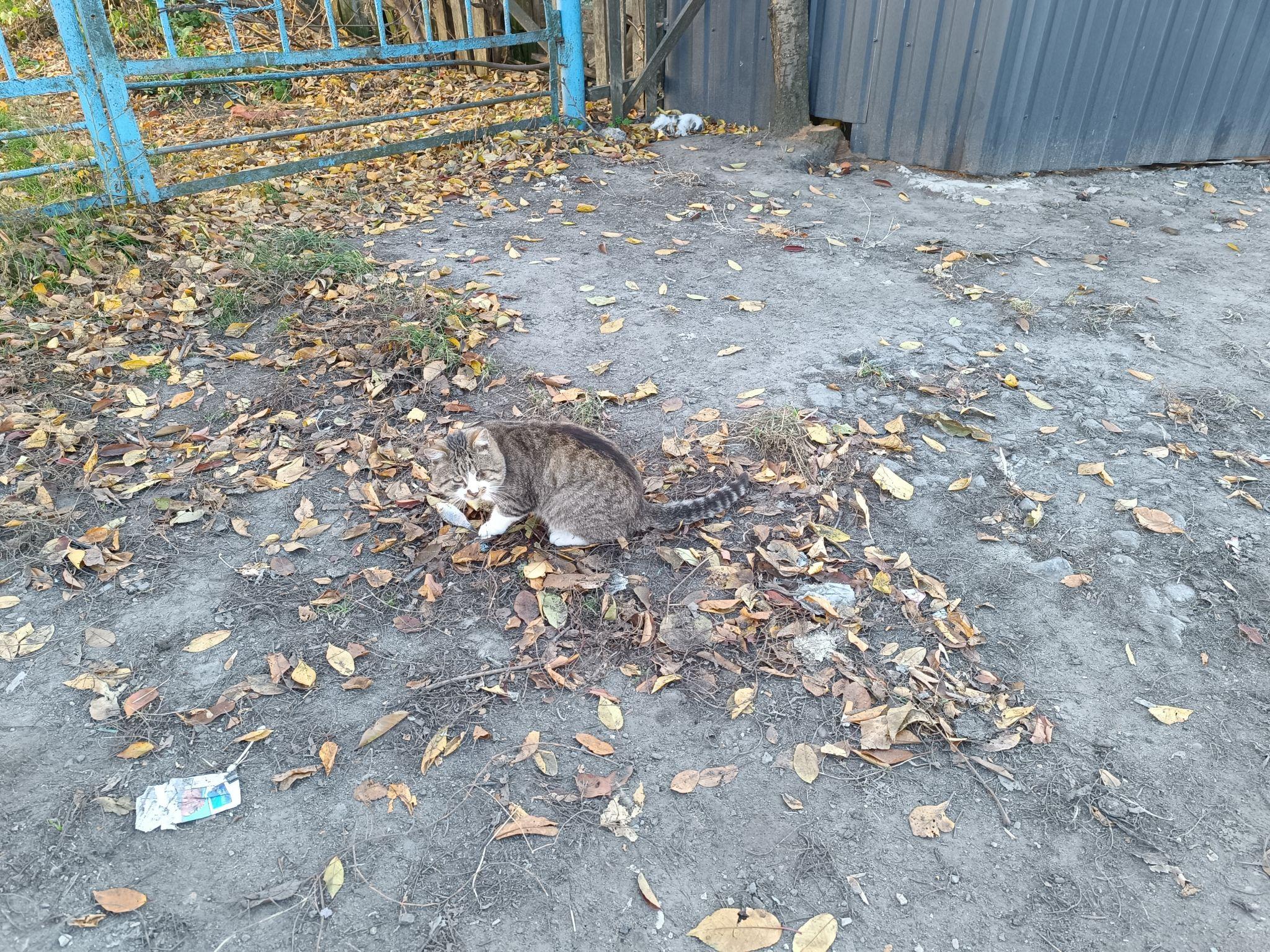 Новини Козятина - фото з Куди поділася котяча хатинка, яка стояла біля ринку Хлібодар у Козятині