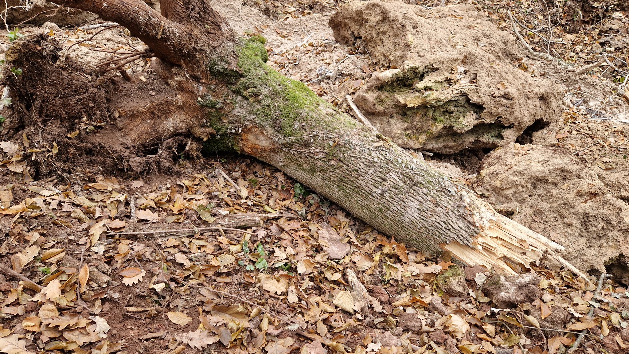 Новини Тернополя - фото з На Тернопільщині обвалилась величезна скеля з водоспадом: який вигляд тепер мають «Дівочі сльози » На зображенні може бути: дерево