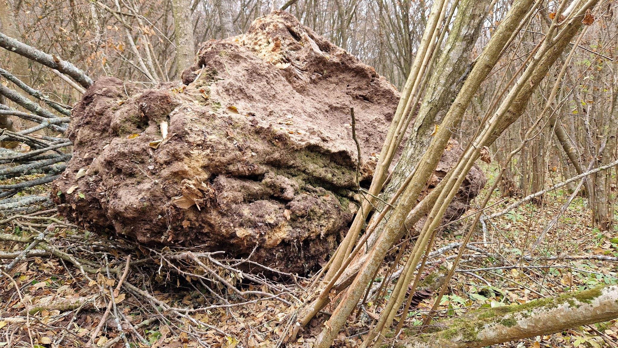Новини Тернополя - фото з На Тернопільщині обвалилась величезна скеля з водоспадом: який вигляд тепер мають «Дівочі сльози » На зображенні може бути: дерево