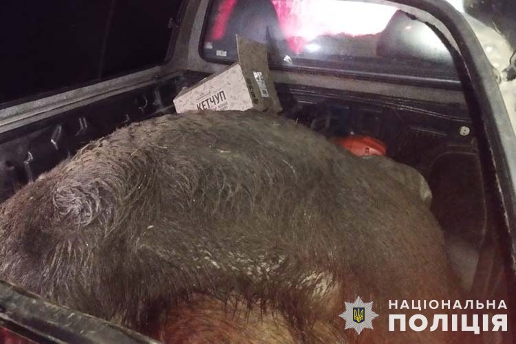 Новини Тернополя - фото з Чоловікам, які перевозили впольованих кабанів, інкримінують ще й незаконне полювання чоловікам, які перевозили туші кабанів, слідчі поліції інкримінують ще й незаконне полювання